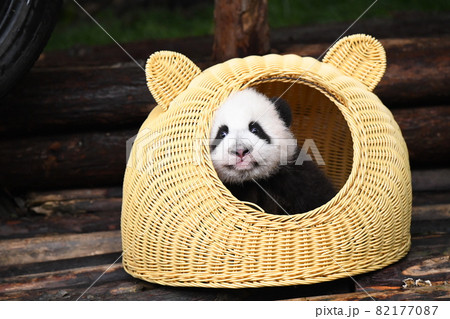 籐の家がお気に入りの赤ちゃんパンダ 籐の家がお気に入りの赤ちゃんパンダ 82177087