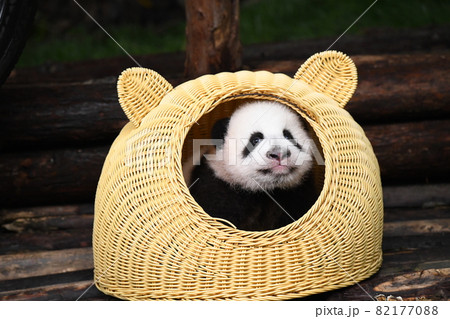 籐の家がお気に入りの赤ちゃんパンダ 籐の家がお気に入りの赤ちゃんパンダ 82177088