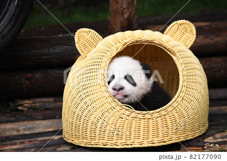籐の家がお気に入りの赤ちゃんパンダ 82177090