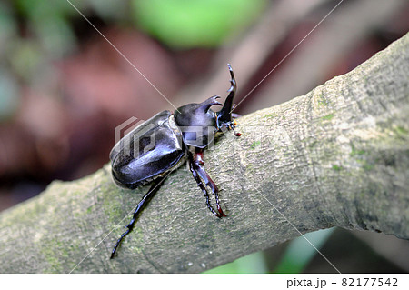 木に掴まるカブトムシのオス 木に掴まるカブトムシのオス 82177542