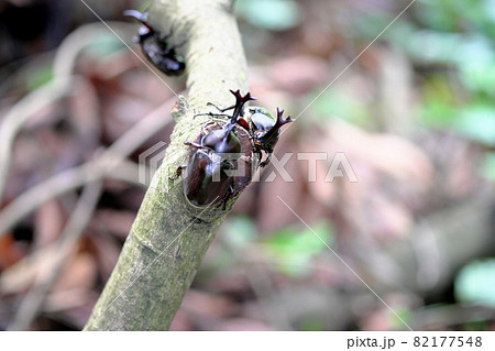 木に登る日本のかっこいいカブトムシの写真素材