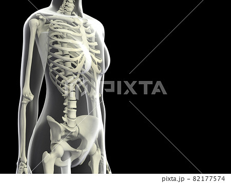 人体骨格 女性 骨 スケルトンCG 人間 体 人体骨格 女性 骨 スケルトンCG 人間 体 82177574