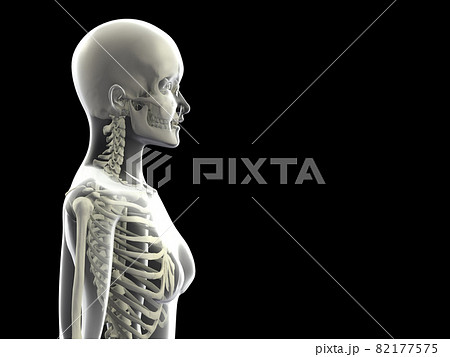 人体骨格 女性 骨 スケルトンcg 人間 体のイラスト素材