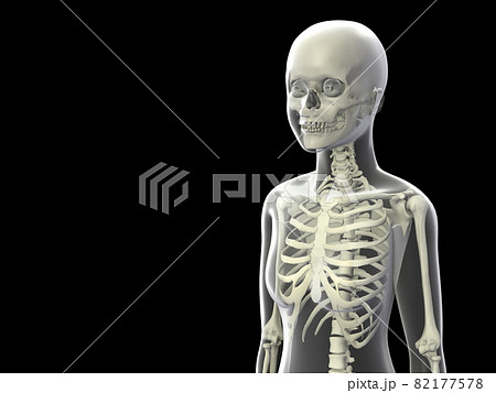 人体骨格 女性 骨 スケルトンCG 人間 体 人体骨格 女性 骨 スケルトンCG 人間 体 82177578