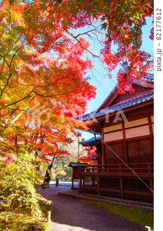 懐古園の紅葉 懐古園の紅葉 82177612