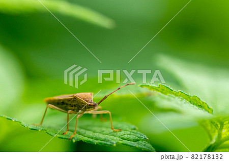 ホシハラビロヘリカメムシ 82178132