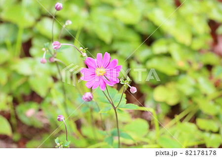 シュウメイギクの花 82178178