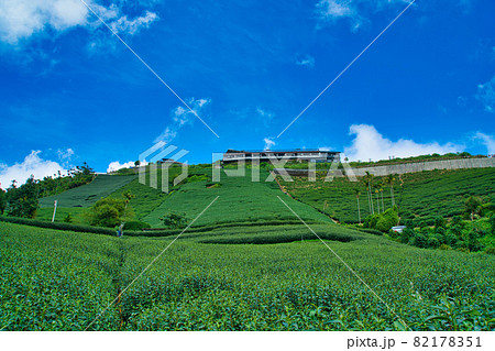 The tea plantations on the hilltop are often shrouded in clouds and fog. The tea plantations on the hilltop are often shrouded in clouds and fog. 82178351