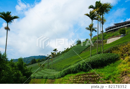The tea plantations on the hilltop are often shrouded in clouds and fog. The tea plantations on the hilltop are often shrouded in clouds and fog. 82178352