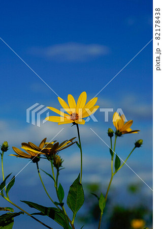 菊芋 菊芋 82178438