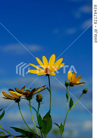 菊芋 82178439
