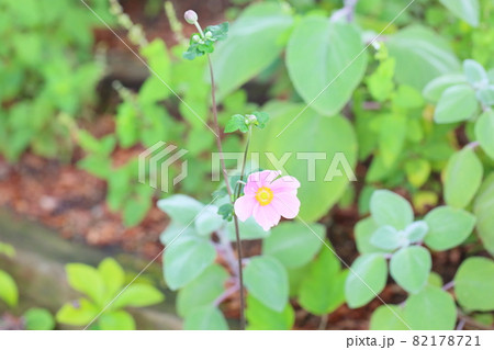 シュウメイギクの花 シュウメイギクの花 82178721