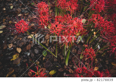 日陰に咲く彼岸花の群生と落ち葉の地面　俯瞰　マット感 82178839