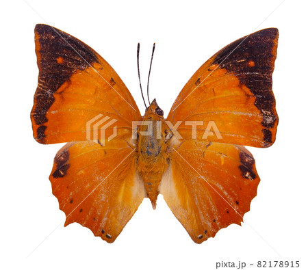 The Common Tawny Rajah Butterfly upper wing profile in natural color isolated on white background 82178915