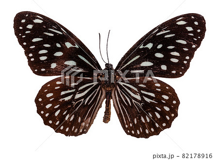 blue tiger butterfly or tirumala limniace. 82178916