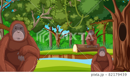 Orangutan in forest or rainforest scene with many trees Orangutan in forest or rainforest scene with many trees 82179439
