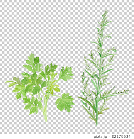 Artemisia indica var. maximowiczii　よもぎの若葉と花の水彩イラスト 82179634