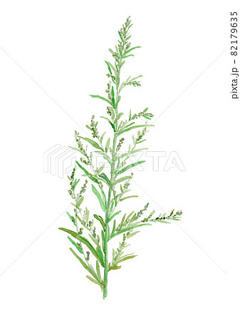 Artemisia Indica Var Maximowiczii よもぎの花の水彩イラストのイラスト素材