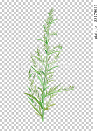 Artemisia indica var. maximowiczii　よもぎの花の水彩イラスト 82179635