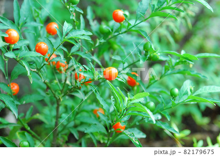 赤くてまん丸なタマサンゴの実がついた 赤くてまん丸なタマサンゴの実がついた 82179675