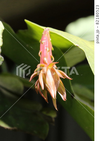 月下美人開花過程 82180523