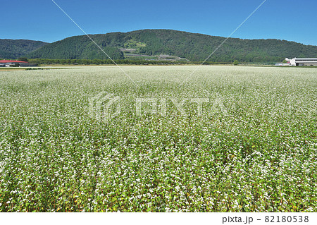 白一面のソバ畑 白一面のソバ畑 82180538