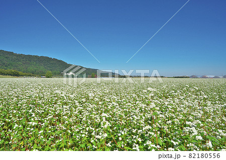 白一面のソバ畑 白一面のソバ畑 82180556