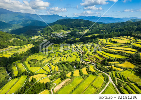 秋の収穫前の棚田の風景 82181286