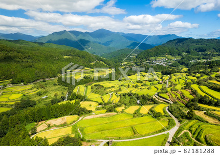 秋の収穫前の棚田の風景 82181288