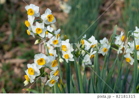 スイセンの花 82181315