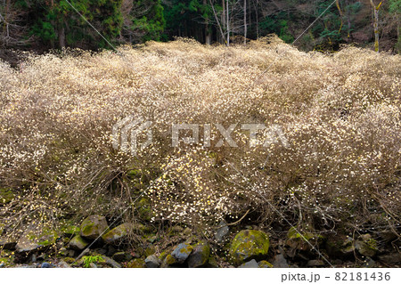ミツマタの群生地の風景です。林全体に薄黄色の花が咲いています。 ミツマタの群生地の風景です。林全体に薄黄色の花が咲いています。 82181436