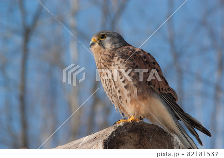 ハヤブサ 82181537