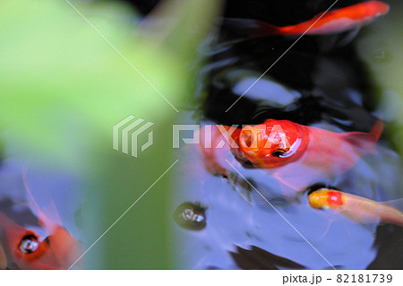 口をあける金魚 82181739