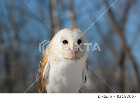 見つめるメンフクロウの写真素材 1067