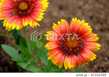 夏を迎えた天人菊の花 82182099