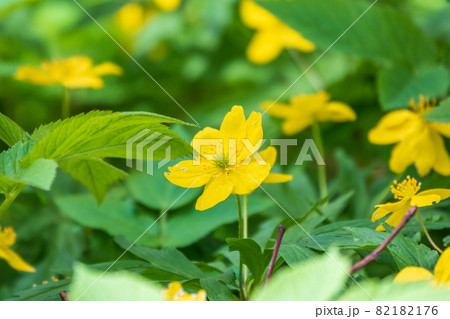 Spring yellow flowers - anemone ranunculoides, the yellow anemone, yellow wood anemone or buttercup anemone Spring yellow flowers - anemone ranunculoides, the yellow anemone, yellow wood anemone or buttercup anemone 82182176