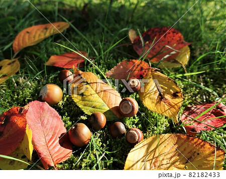 小さな秋 紅葉 どんぐり 秋イメージ 小さな秋 紅葉 どんぐり 秋イメージ 82182433