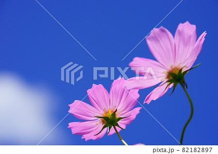 爽やかな紺碧の空に秋桜を見上げる8の写真素材 17