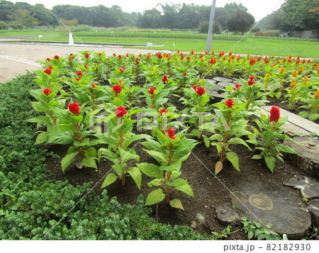 三陽メデアフラワーミュージアムの前庭のケイトウの赤い色の花 三陽メデアフラワーミュージアムの前庭のケイトウの赤い色の花 82182930