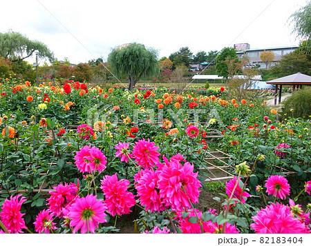 満開のダリア 天竺牡丹 満開のダリア 天竺牡丹 82183404