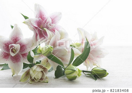 八重咲きのユリ　百合の花 82183408