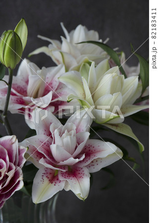 八重咲きのユリ 百合の花の写真素材 1411 八重咲きのユリ 百合の花の写真素材 1411