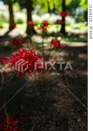 彼岸花　lycoris radiata	 82183417