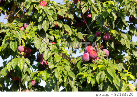 Plums hanging from trees Plums hanging from trees 82183520