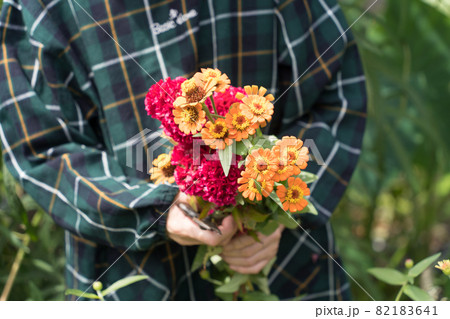 庭の百日草(ジニア)とケイトウを摘むシニア女性 庭の百日草(ジニア)とケイトウを摘むシニア女性 82183641