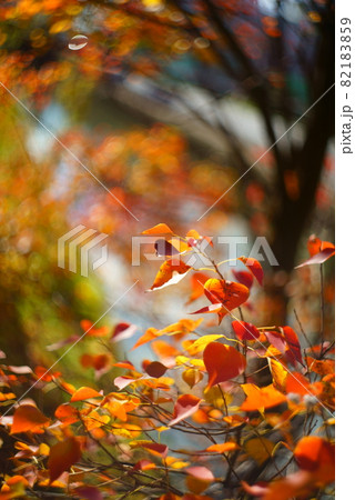ナンキンハゼの紅葉 ナンキンハゼの紅葉 82183859