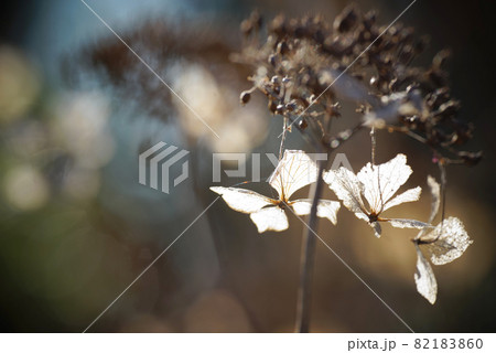 冬のあじさいの花 冬のあじさいの花 82183860