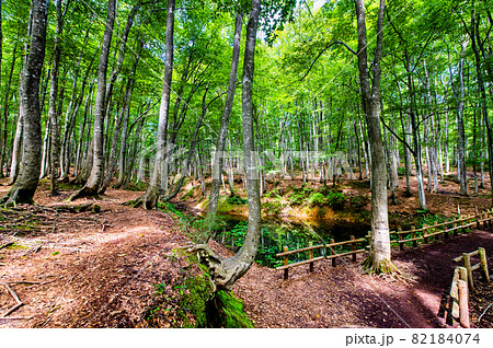 新潟県十日町市 夏の美人林 新潟県十日町市 夏の美人林 82184074