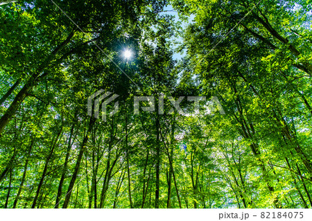 新潟県十日町市　夏の美人林 82184075