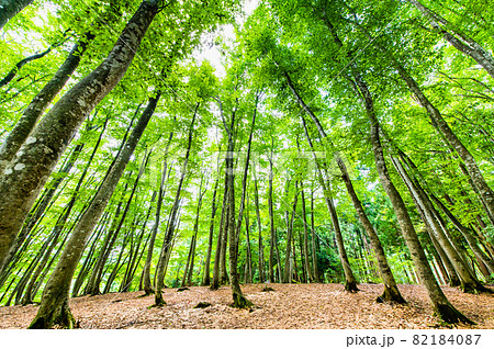 新潟県十日町市 夏の美人林 新潟県十日町市 夏の美人林 82184087